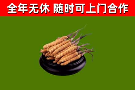 化隆回收散虫草