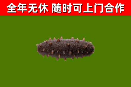 化隆回收海参干